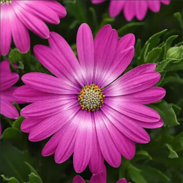 Osteospermum ecklonis 'Zion™ Pink Sun'