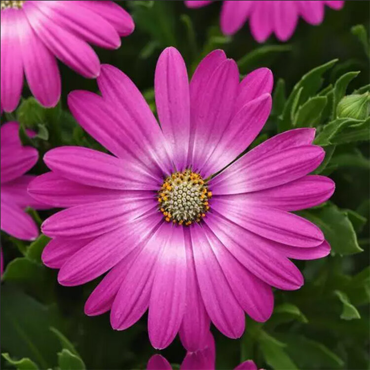 Osteospermum ecklonis 'Zion™ Pink Sun'