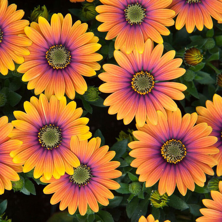 Osteospermum ecklonis 'Zion™ Purple Sun'