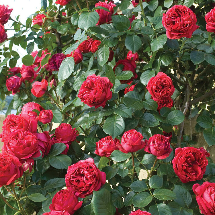 Rose 'Eden Climber® Red' Climbing