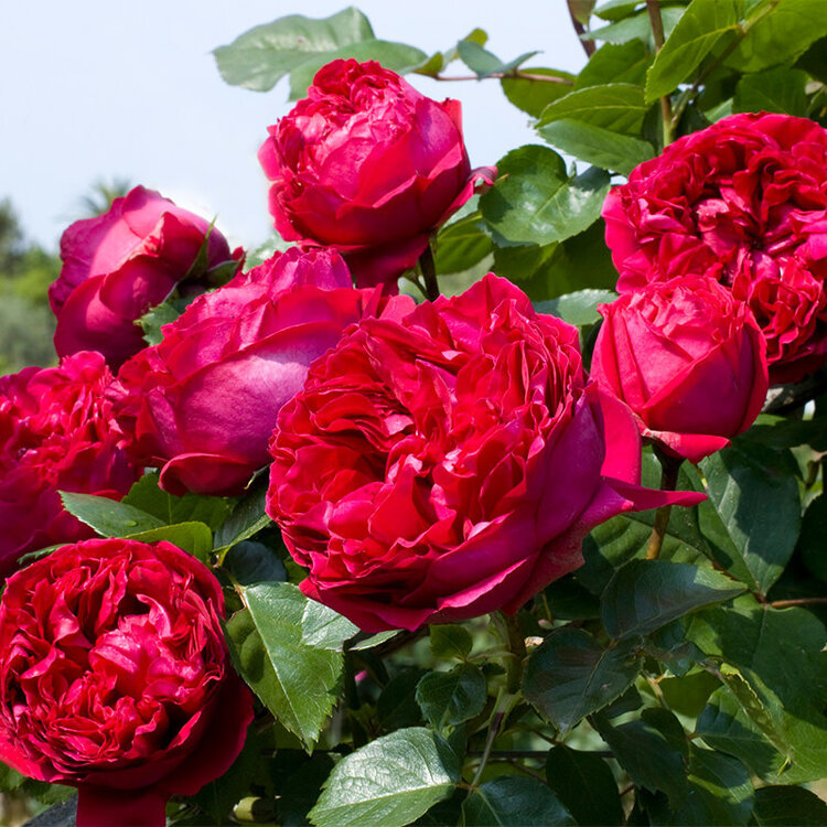 Rose 'Eden Climber® Red' Climbing