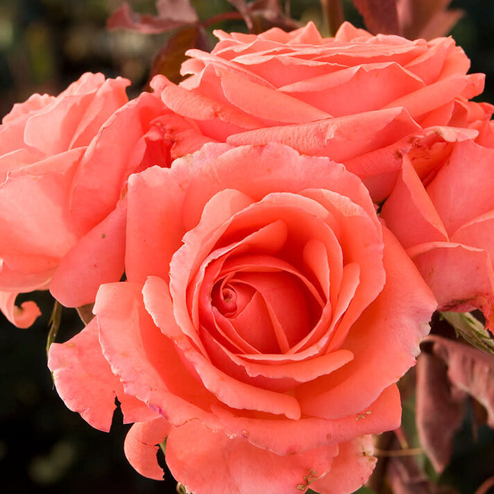 Quality Rose Bush Selection in San Leandro East Bay - Evergreen