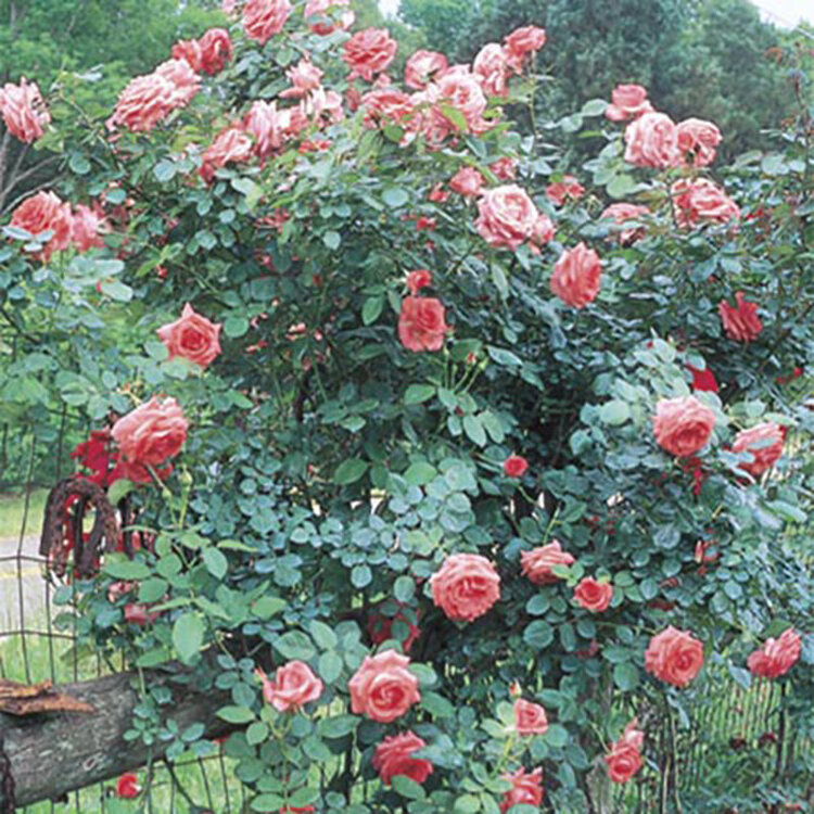Rose 'America' Climbing
