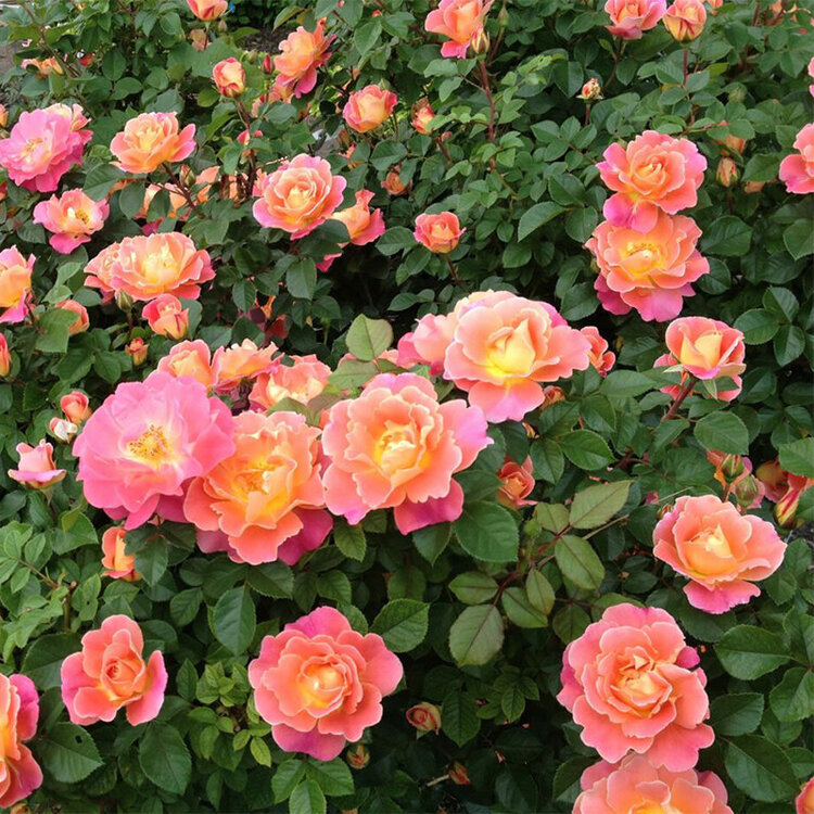 Rose 'Fruity Petals' Climbing