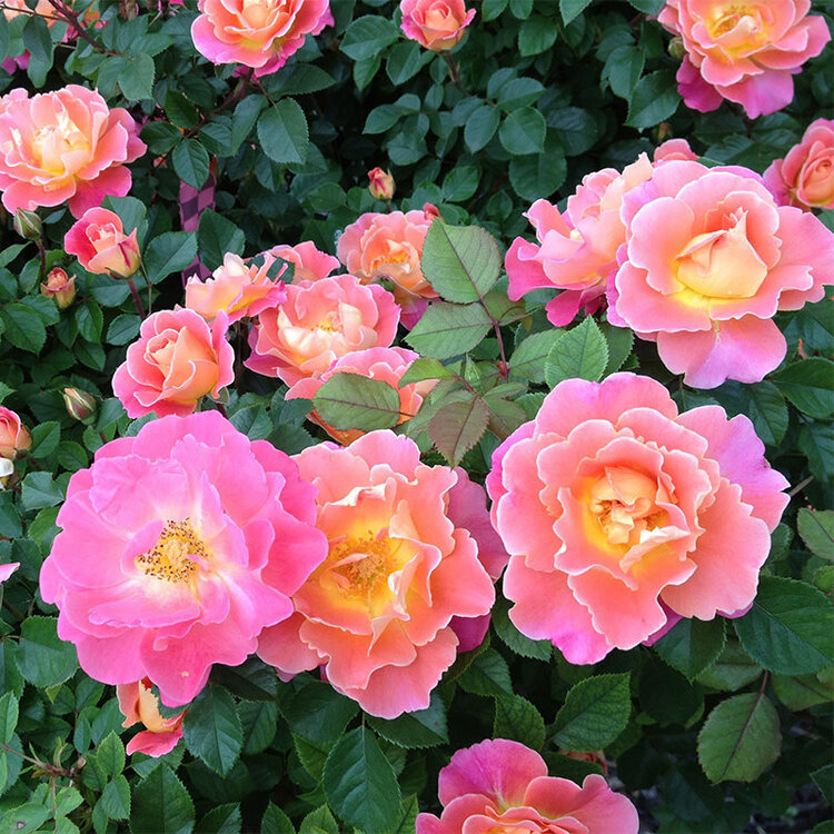 Rose 'Fruity Petals' Climbing