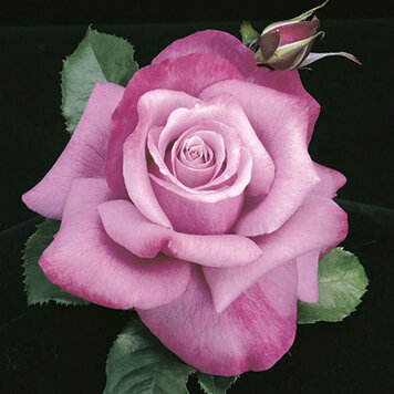 Rose 'Barbra Streisand' Hybrid Tea