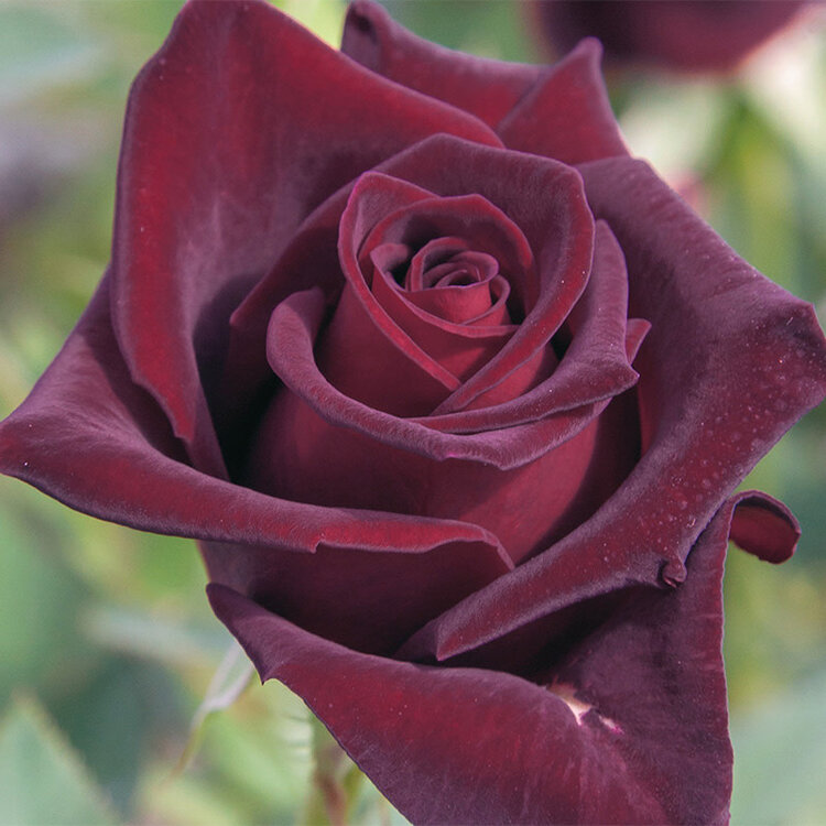 Rose 'Black Baccara®' Hybrid Tea
