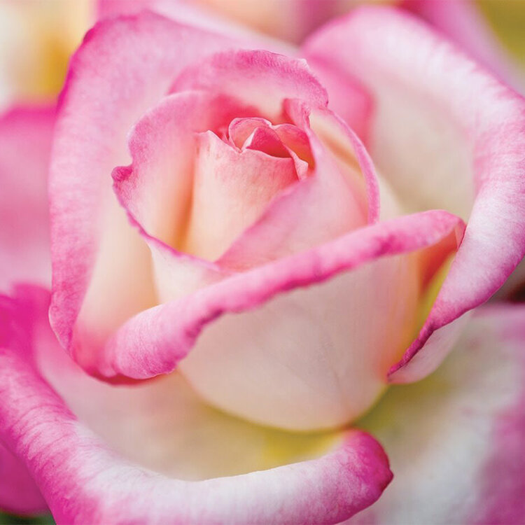 Rose 'California Dreamin' Hybrid Tea