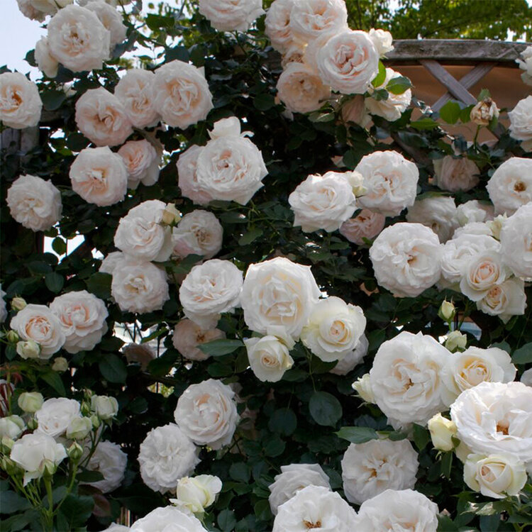 Rose 'Eden Climber® White' Climbing