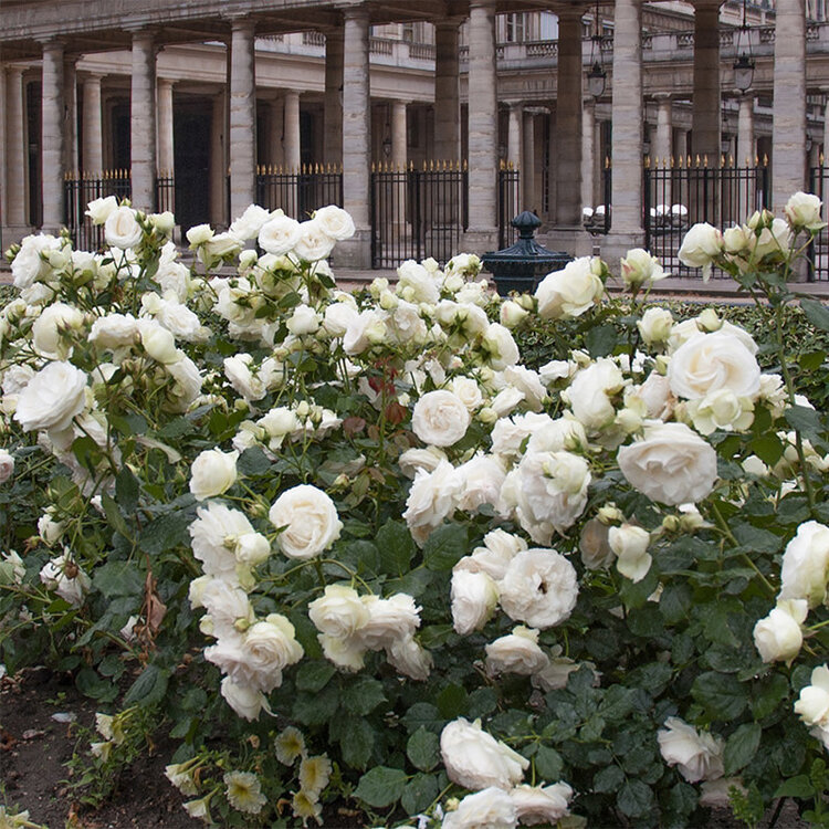 Rose 'Eden Climber® White' Climbing