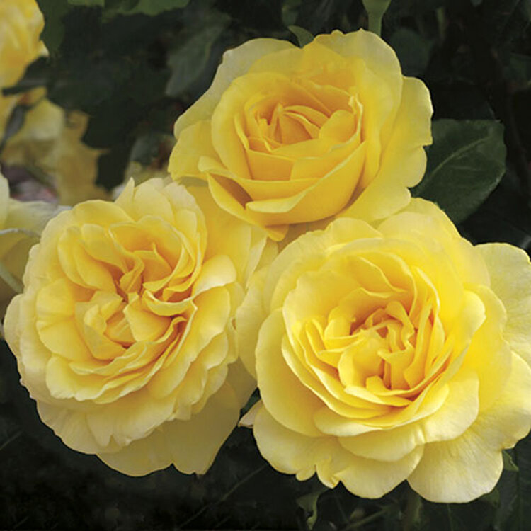Rose 'Happy Go Lucky™' Bush Grandiflora
