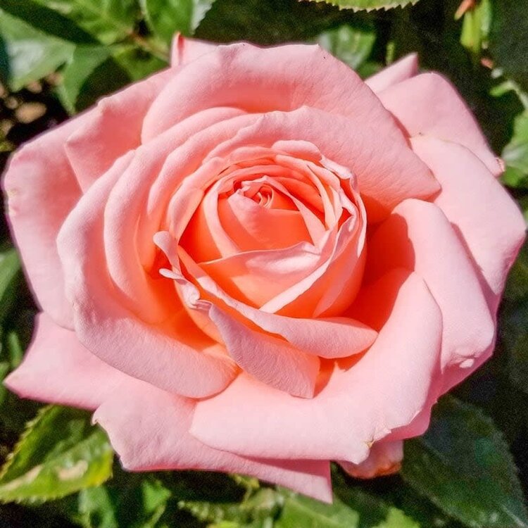 Rose 'Heavenly Scented™' Hybrid Tea