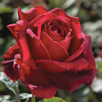 Rose 'Oklahoma' Hybrid Tea
