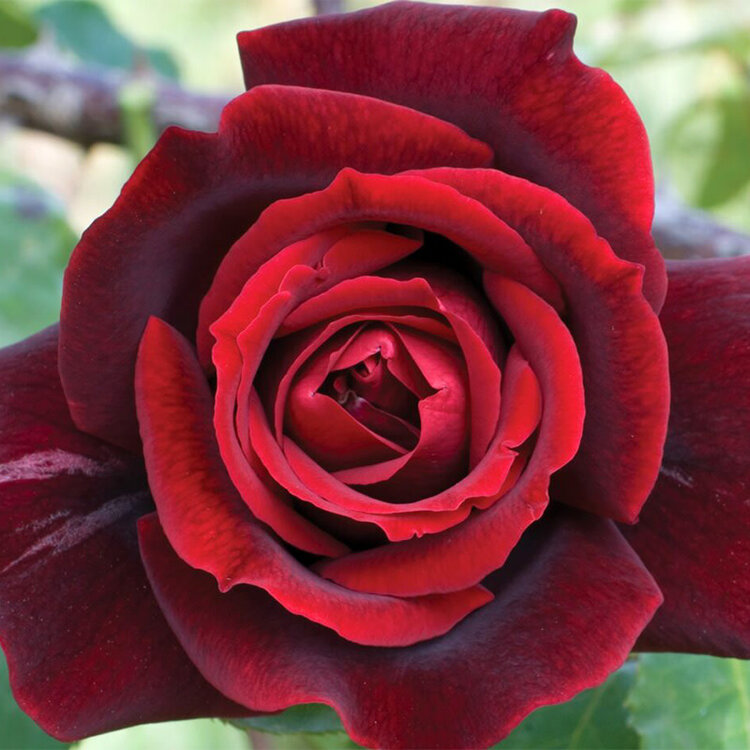 Rose 'Papa Meilland' Hybrid Tea