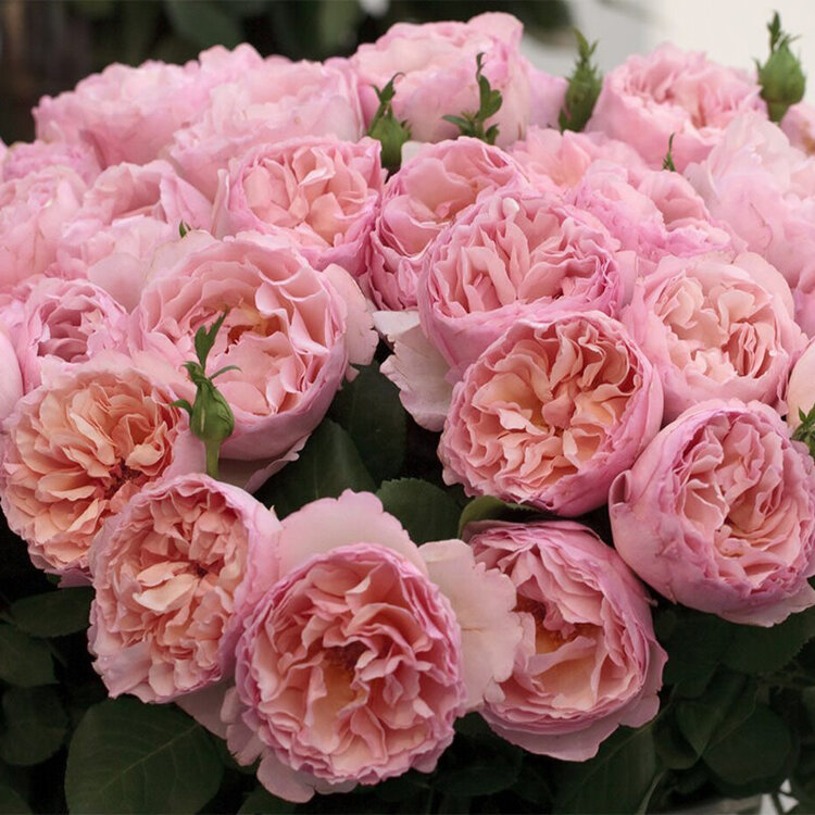 Rose 'Princess Charlene de Monaco' Hybrid Tea