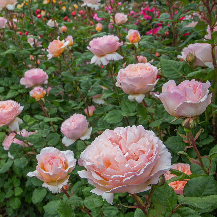 Rose 'Princess Charlene de Monaco' Hybrid Tea