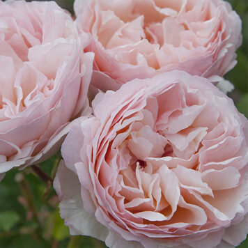 Rose 'Princess Charlene de Monaco' Hybrid Tea