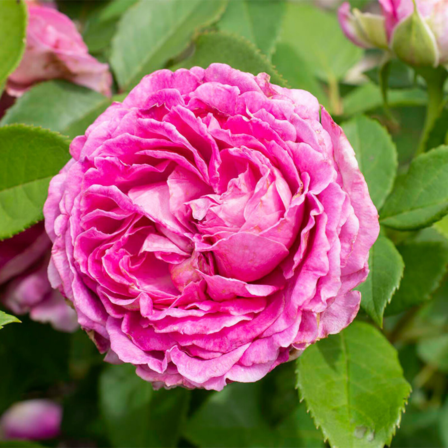 Raspberry Pink Bulk Rose Petals