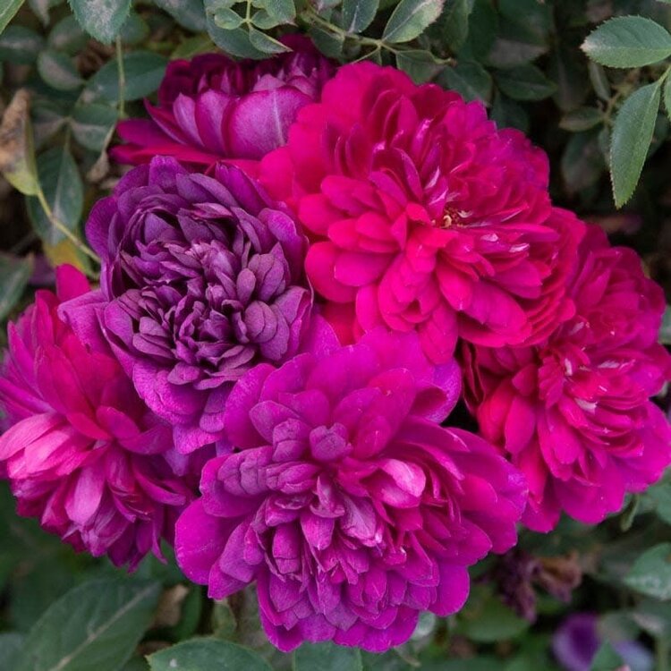 Rose 'Sultry Night'