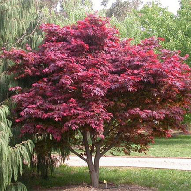 Acer palmatum 'Hefner's Red'