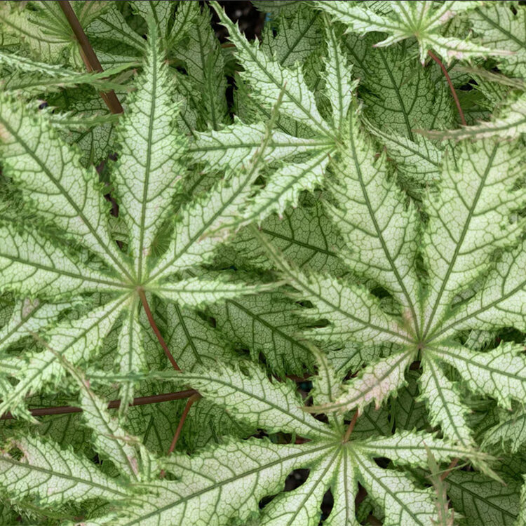 Acer palmatum 'Grandma Ghost'