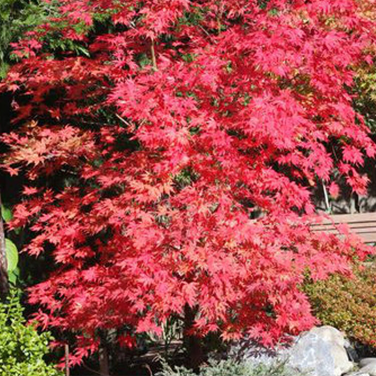Acer palmatum 'Grandma Ghost'