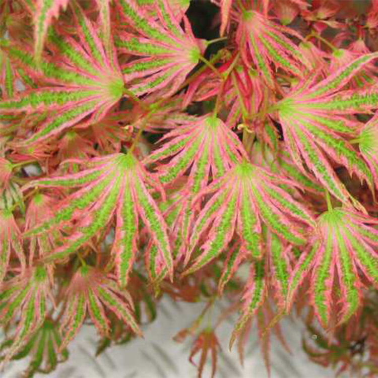 Acer palmatum 'Beni shichihenge'
