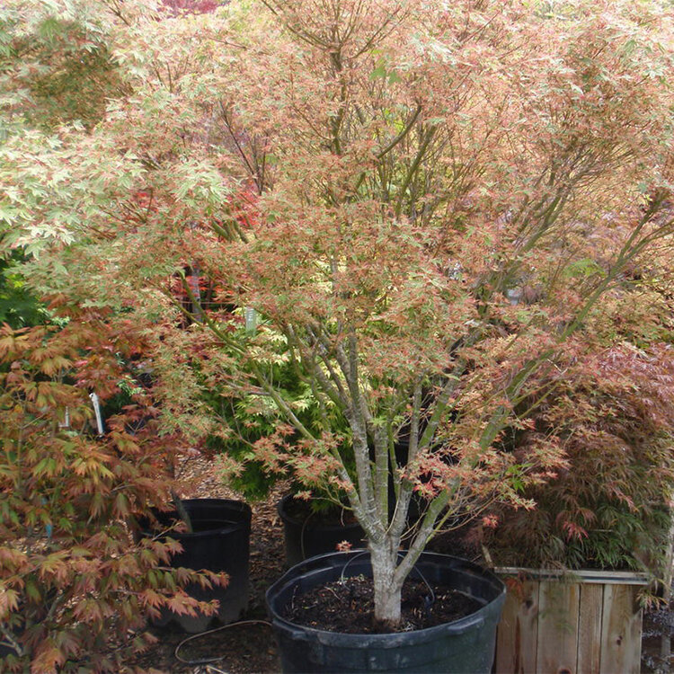 Acer palmatum 'Beni shichihenge'