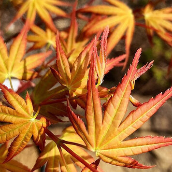 Acer 'Coral Magic'