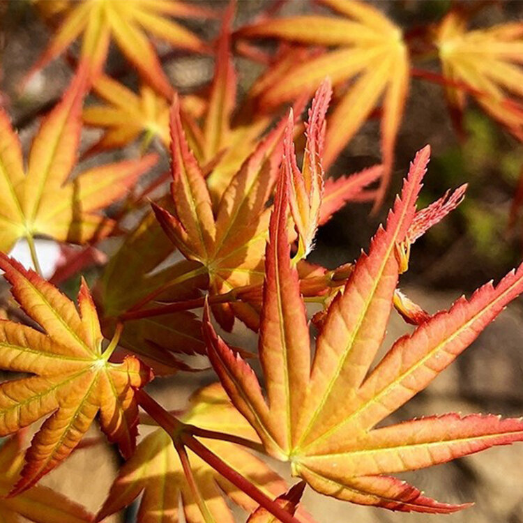 Acer palmatum 'Coral Magic'