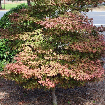 Acer 'English Town Dwarf'