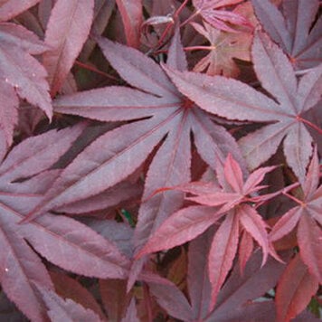 Acer 'English Town Dwarf'