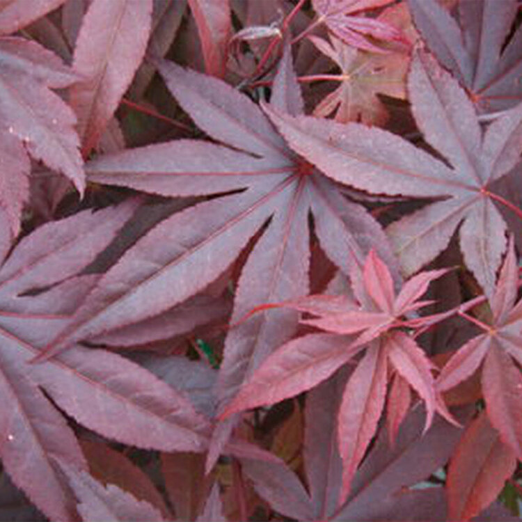 Acer palmatum 'English Town Dwarf'
