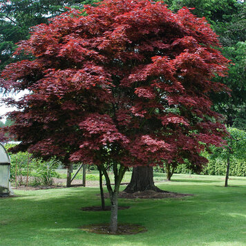 Acer 'Pixie'