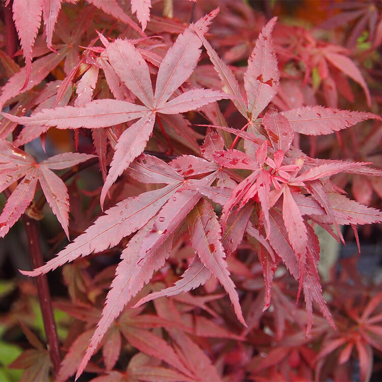 Acer palmatum 'Pixie'