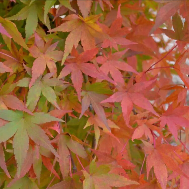 Acer palmatum 'Ryusen'