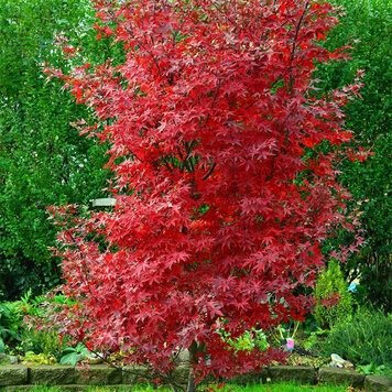 Acer 'Twombly's Red Sentinel'