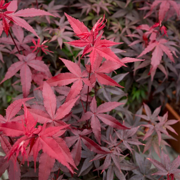 Acer palmatum 'Twombly's Red Sentinel'