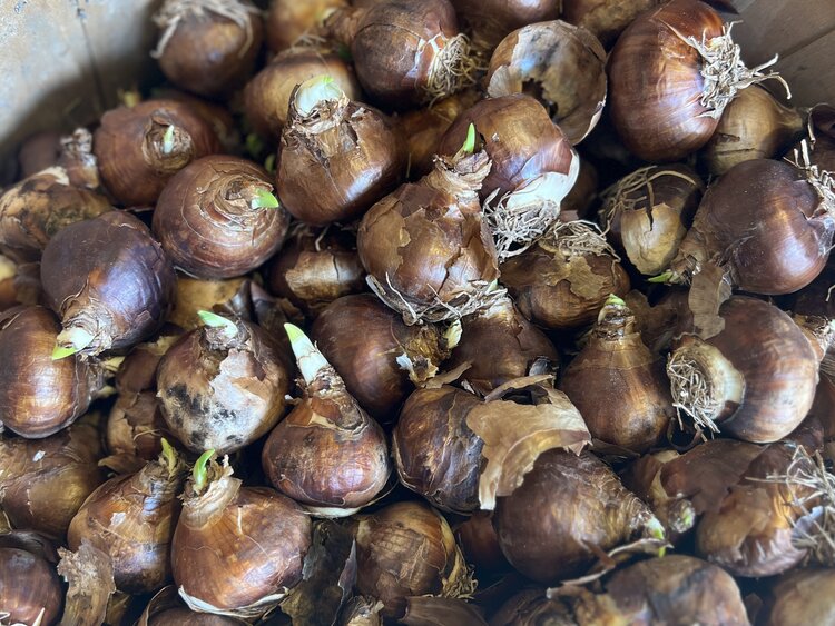 Narcissus Paperwhite Ziva 17/+ cm 2025