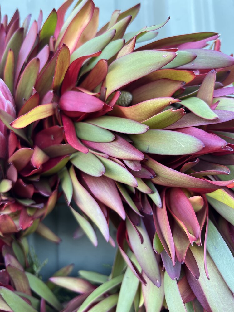Protea Mini Wreath 'Mistletoe Love'