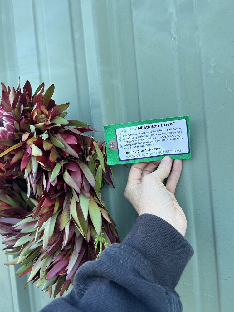 Protea Mini Wreath 'Mistletoe Love'
