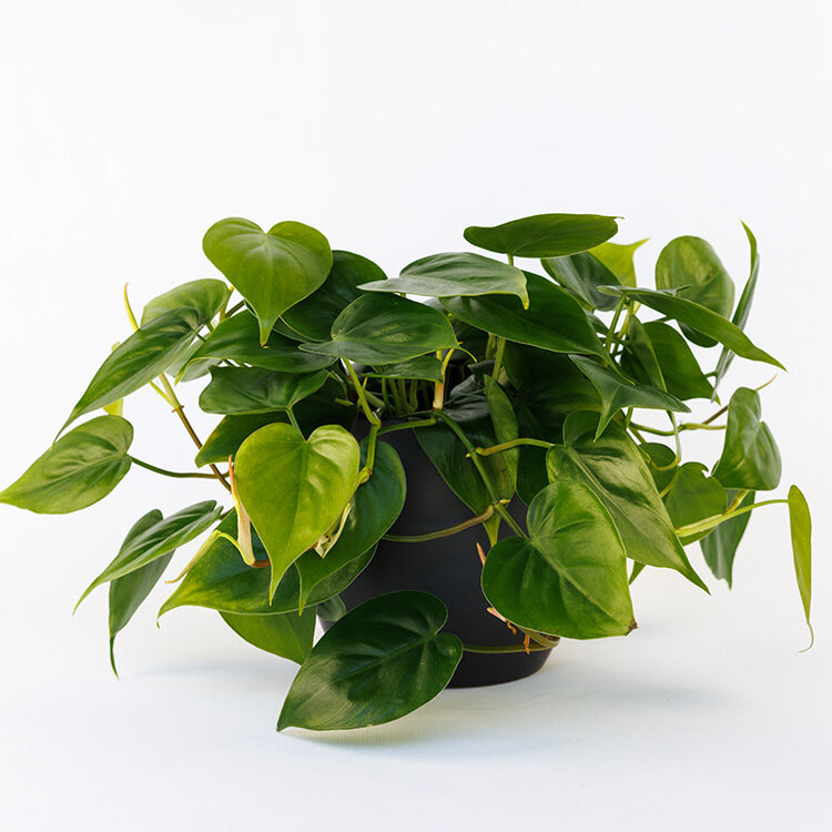 Philodendron cordatum
