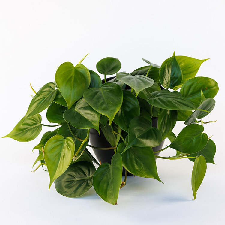 Philodendron cordatum