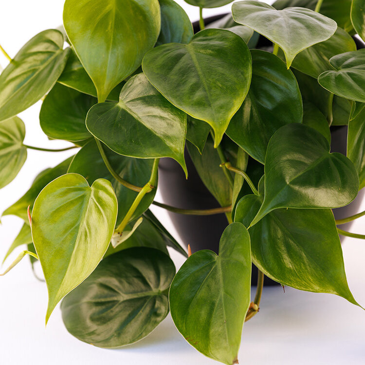 Philodendron cordatum