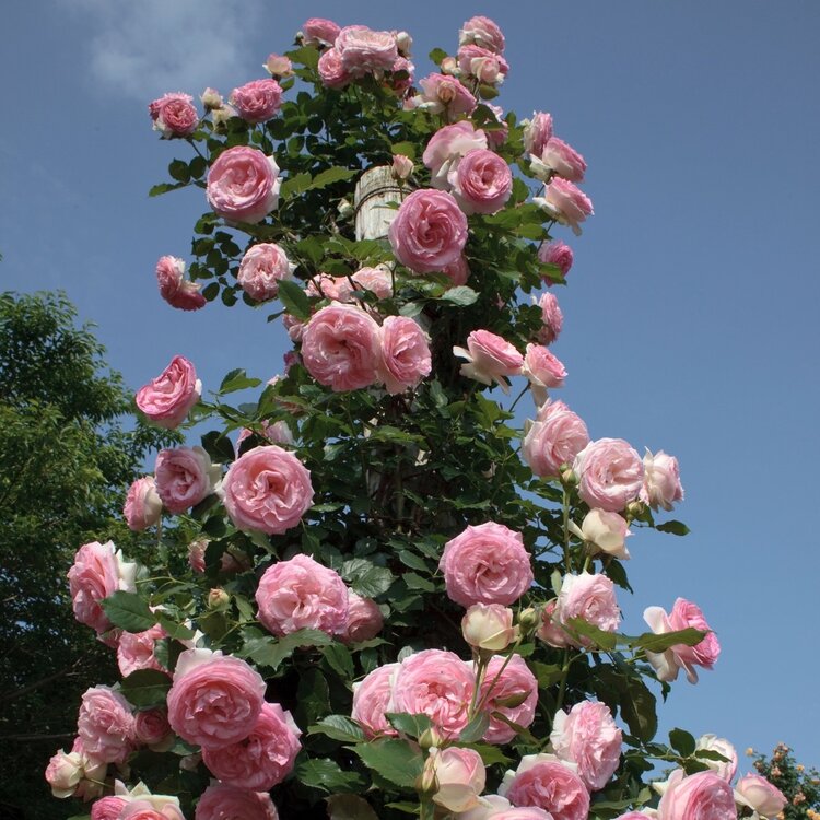 Rose 'Eden Climber® ' Pink/White