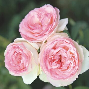Rose 'Eden Climber® ' Pink/White