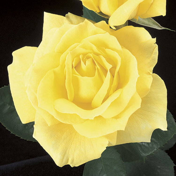 Rose 'Mellow Yellow' Hybrid Tea