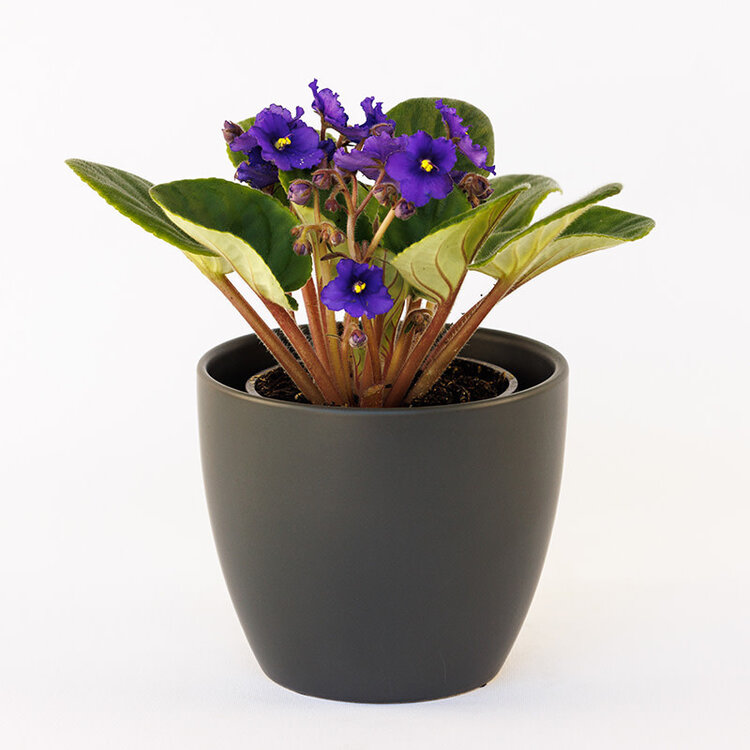 African Violet