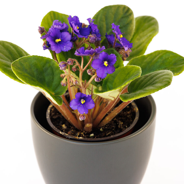 African Violet