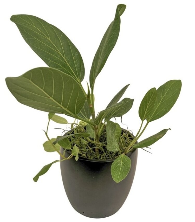 Ficus 'Audrey'